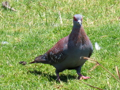 Columba guinea phaeonota