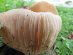 Agaricomycetes