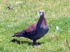 Columba guinea phaeonota