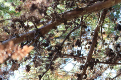 Setophaga townsendi × virens