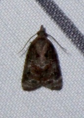 Platynota idaeusalis