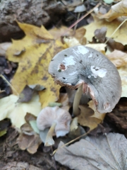Pluteus salicinus
