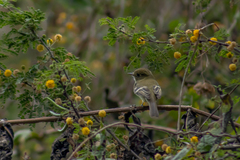 Empidonax occidentalis