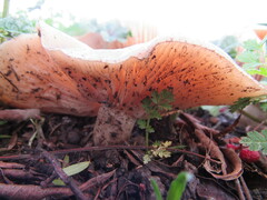 Agaricomycetes