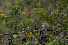 Empidonax occidentalis