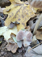 Pluteus salicinus