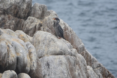 Poikilocarbo gaimardi