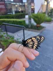 Papilionidae