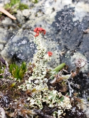 Cladonia bellidiflora