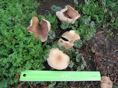 Agaricomycetes
