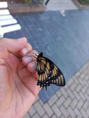 Papilionidae