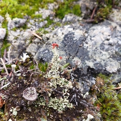 Cladonia bellidiflora