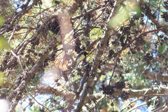 Setophaga townsendi × virens