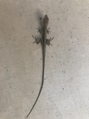 Anolis auratus
