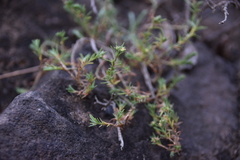 Paronychia illecebroides