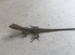 Anolis auratus