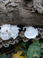 Ossicaulis lignatilis