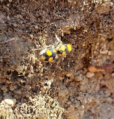 Dasymutilla munifica