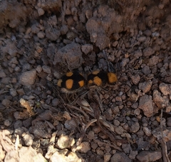 Dasymutilla munifica