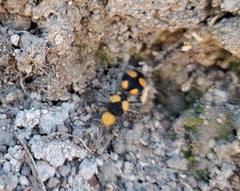 Dasymutilla munifica