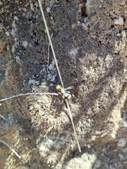 Dasymutilla munifica