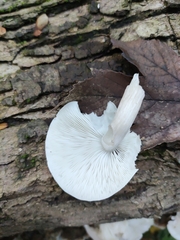 Ossicaulis lignatilis