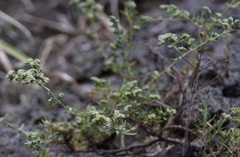 Paronychia illecebroides