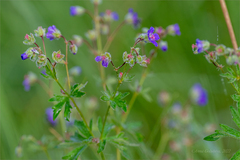 Geranium pseudosibiricum