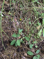 Hieracium lepidulum