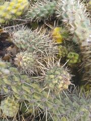 Cylindropuntia prolifera