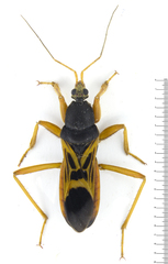 Ectomocoris elegans