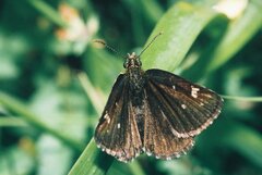 Heteropterus morpheus