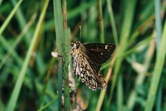 Heteropterus morpheus