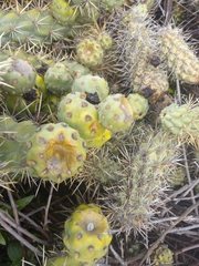 Cylindropuntia prolifera