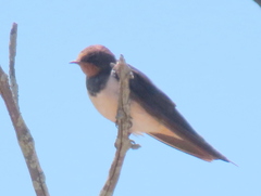 Hirundo rustica rustica