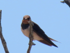 Hirundo rustica rustica