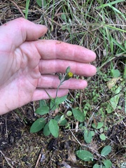 Hieracium lepidulum