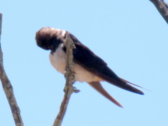 Hirundo rustica rustica