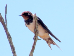 Hirundo rustica rustica