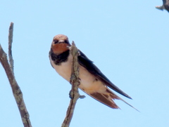 Hirundo rustica rustica