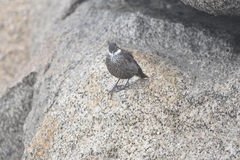 Cinclodes nigrofumosus