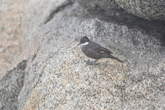 Cinclodes nigrofumosus