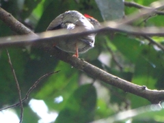 Chiroxiphia lanceolata