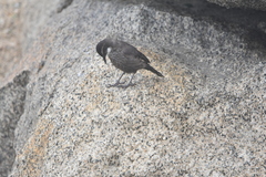 Cinclodes nigrofumosus