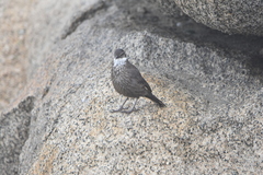 Cinclodes nigrofumosus