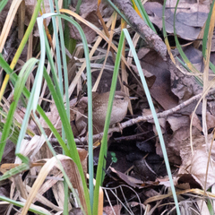 Troglodytes troglodytes