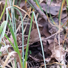Troglodytes troglodytes