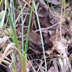 Troglodytes troglodytes
