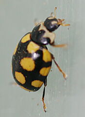 Coccinula quatuordecimpustulata
