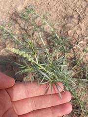 Oligomeris linifolia